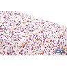 ROLLO DE HULE DISEÑO CAMPO FLORIDO  1,40 X 25 M