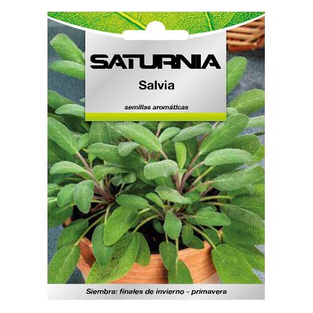 SEMILLAS AROMATICAS SALVIA (1 GRAMO) HORTICULTURA, HORTICOLA, SEMILLAS HUERTO.