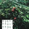 MALLA ANTIPAJAROS (ROLLO 2 X 10 METROS) RED PROTEGER ARBOLES, CULTIVOS, FRUTAS.