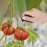 CUCHILLO RECOLECTAR TOMATES / PEPINOS 13,5 CM. CUCHILLO CORTA TOMATES, CUCHILLO PEPINOS, CUCHILLO CORTADOR PEPINOS,