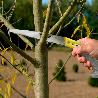 SERRUCHO PODAR RECTO MANGO TPR JST 240 MM.