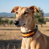 COLLAR BANDERA ESPAÑA 48CM 622171 GALGO
