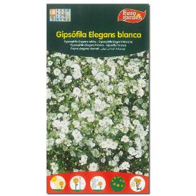 SEMILLAS FITO FLORES GIPSOFILA ELEGANS BLANCA 00558 (CAJA 10 UNIDADES)
