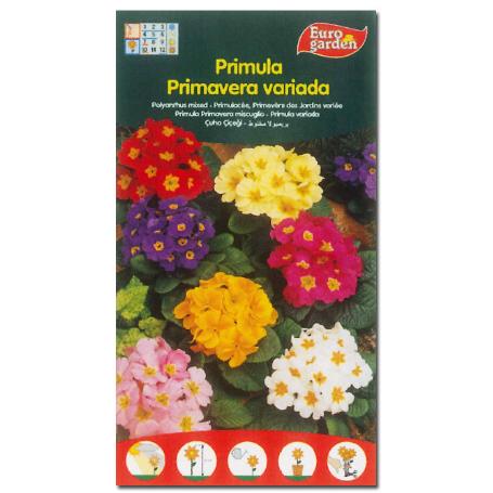 SEMILLAS FITO FLORES PRIMULA-PRIMAVERA VARIADA 00591 (CAJA 10 UNIDADES)