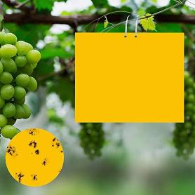 TRAMPA ADHESIVA ATRAPA INSECTOS(10 UNDS.)